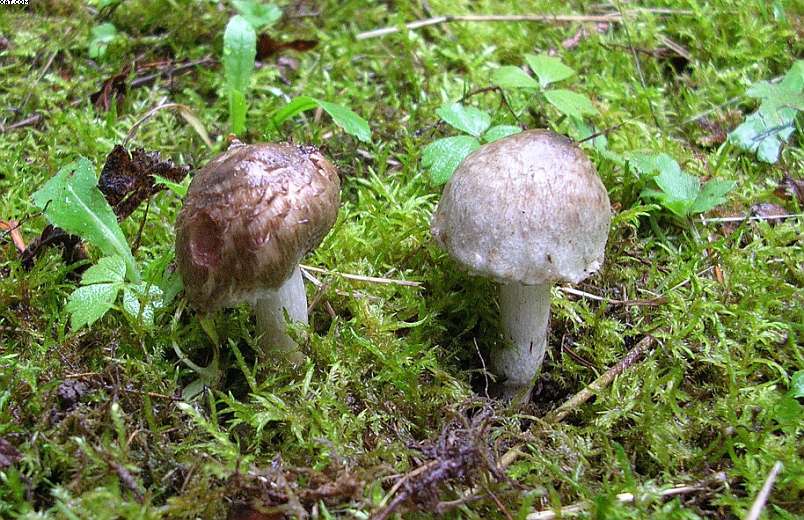 Inocybe haemacta (    Berk. & Cooke)    Sacc.